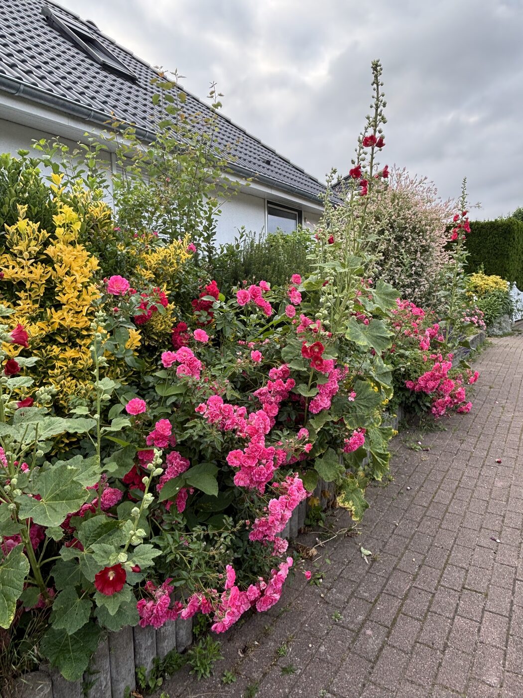 Vorgarten mit Rosen
